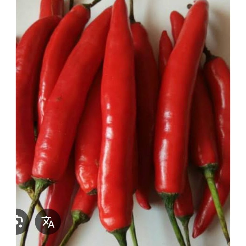 

TW merah besar segar bagus fress 1kg