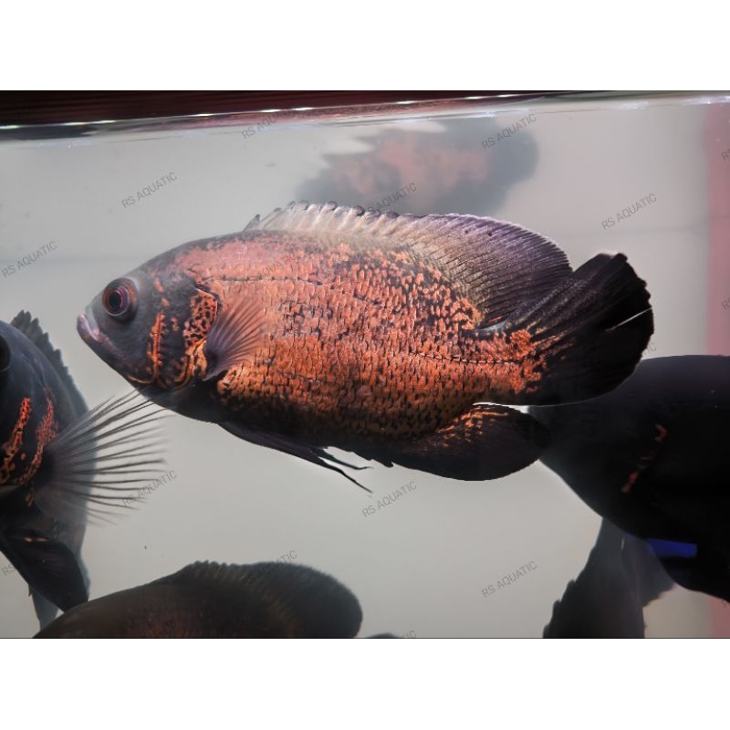 Oscar Paris Tembaga 3 jari up