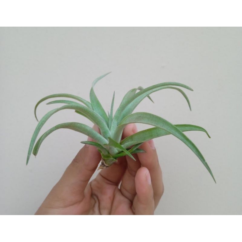tillandsia capitata roja