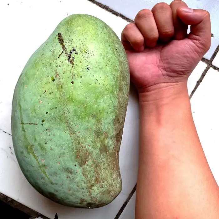 Tanaman Mangga Mahatir PERNAH BERBUNGA BATANG SANGAT BESAR