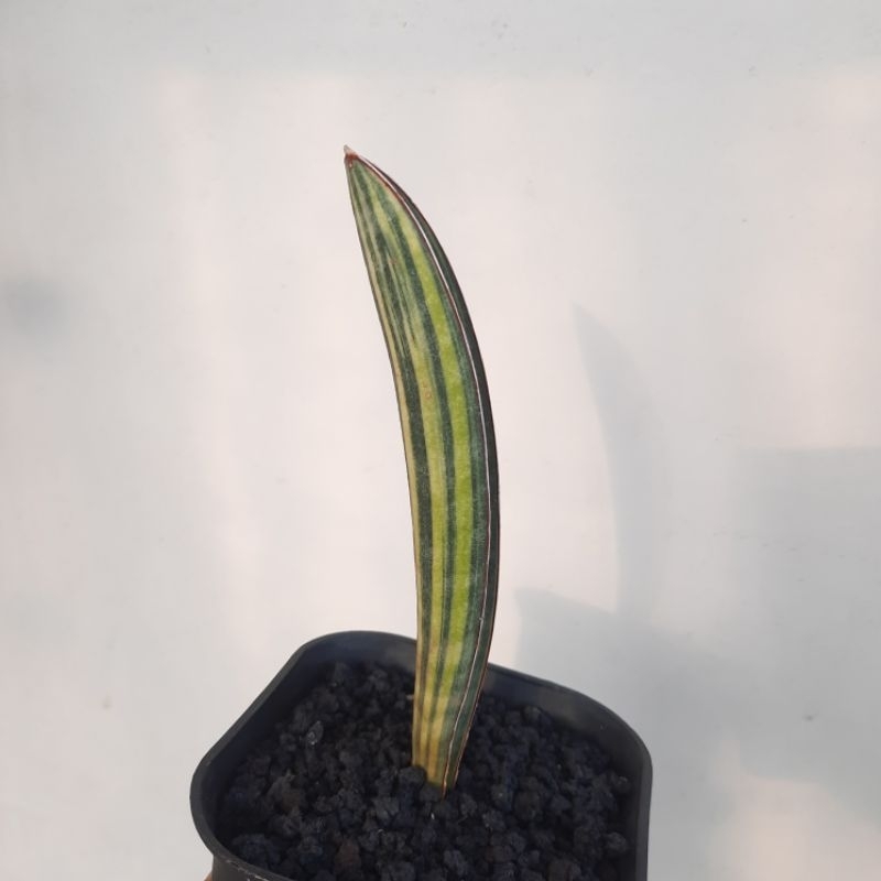 Sansevieria hallii Baseball Bat variegata