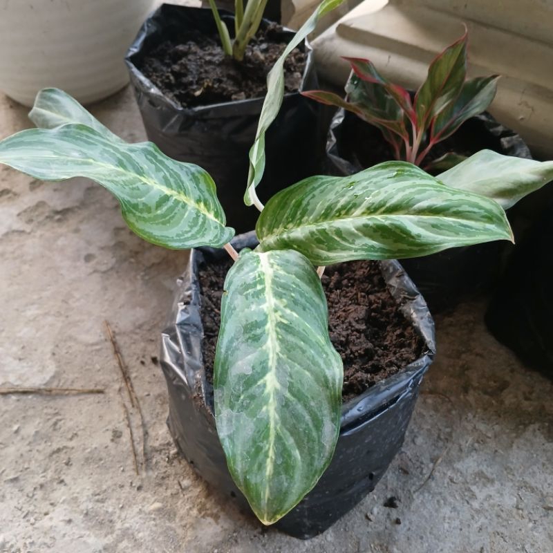 Tanaman bunga aglaonema sri rejeki batang putih murah