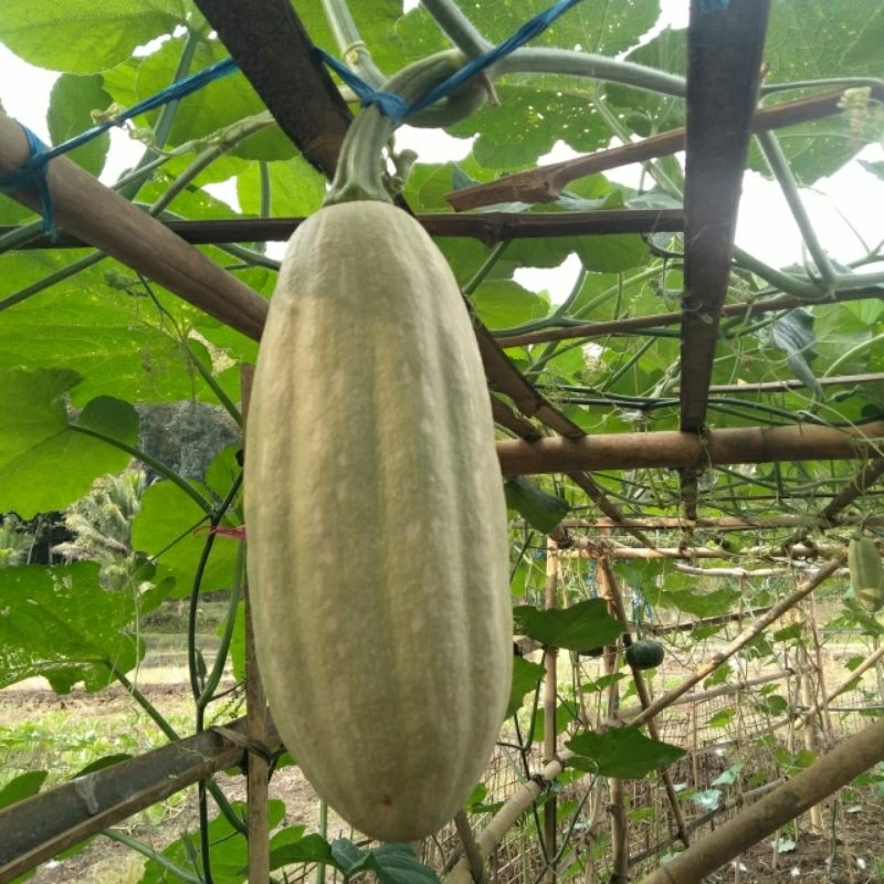 Benih_biji labu kuning lonjong 10 seeds