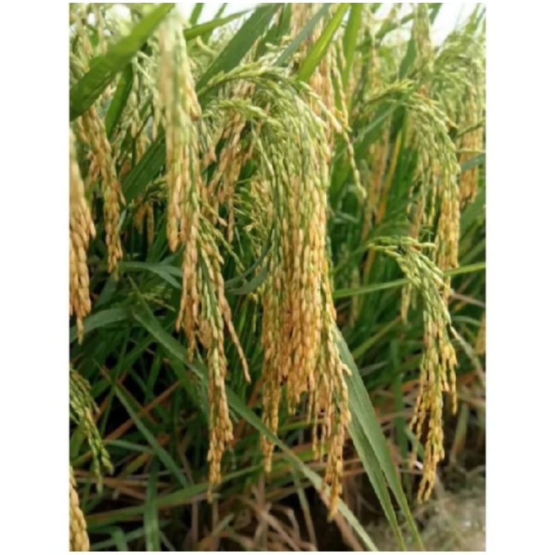 BENIH PADI TRI SULTAN SUPER UNGGUL