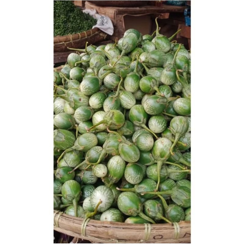 

terong lalap berat 500