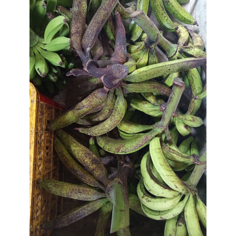 

Pisang Tanduk