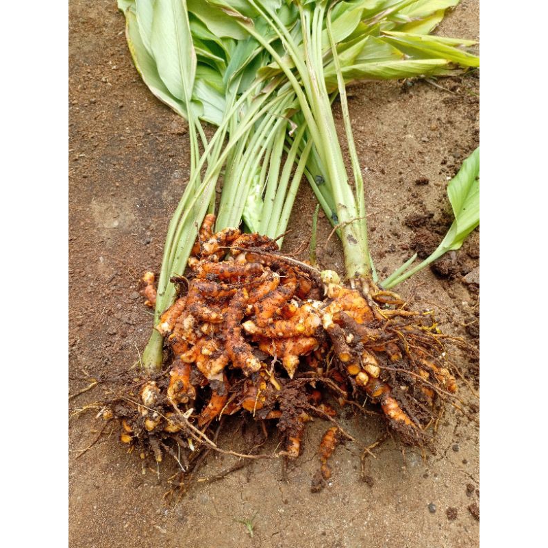 

KUNYIT SEGAR,kunir,koneng 1KG