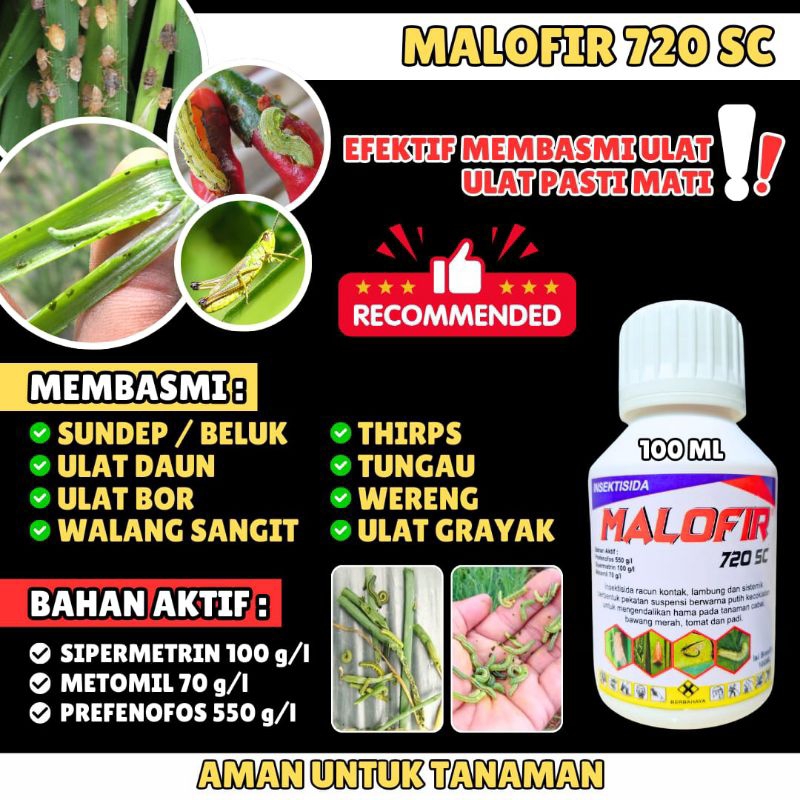 INSEKTISIDA MALOFIR, INSEKTISIDA SISTEMIK, SOLUSI PETANI ATASI HAMA ULATGRAK,SUNDEP,WERENG,THRIPS