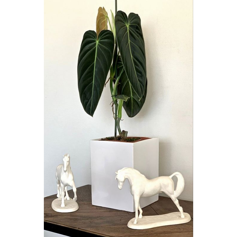 Bibit Tanaman Milano Narrow