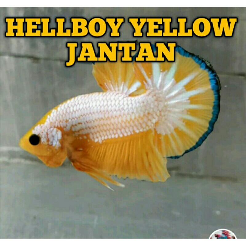 sepasang cupang hellboy yellow usia dewasa siap bred betina full telur