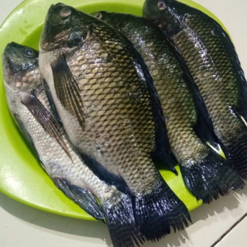 

Ikan Mujair Marinasi Frozen - Tinggal Goreng!