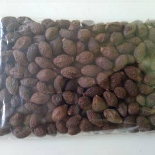 

Buah Tempayang 50gr / Biji Kembang Semangkuk / Antehai bengtahai utk panas dalam