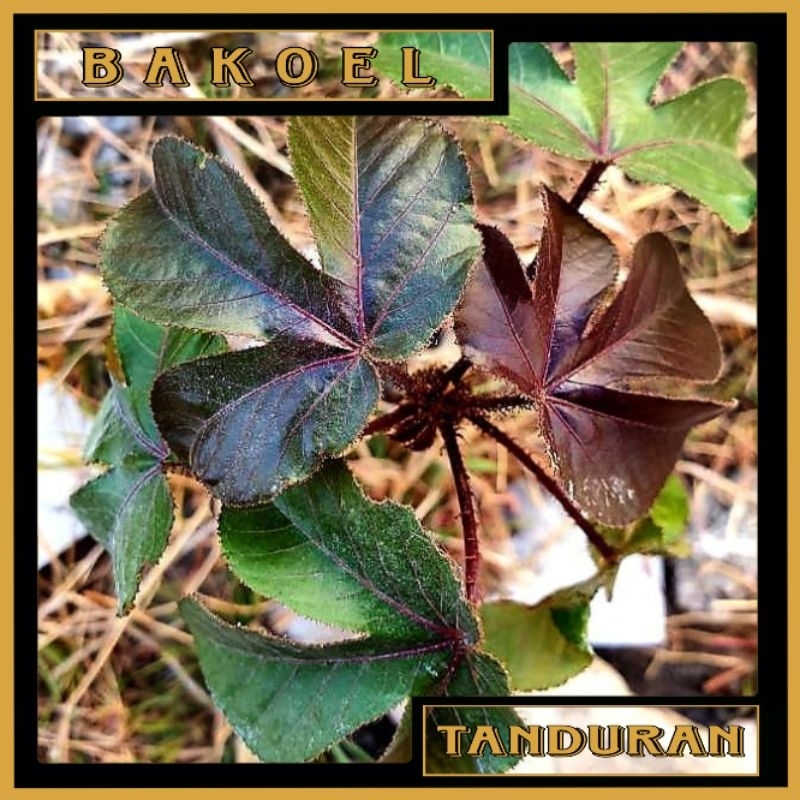 Tanaman Hias Pohon Jarak Merah