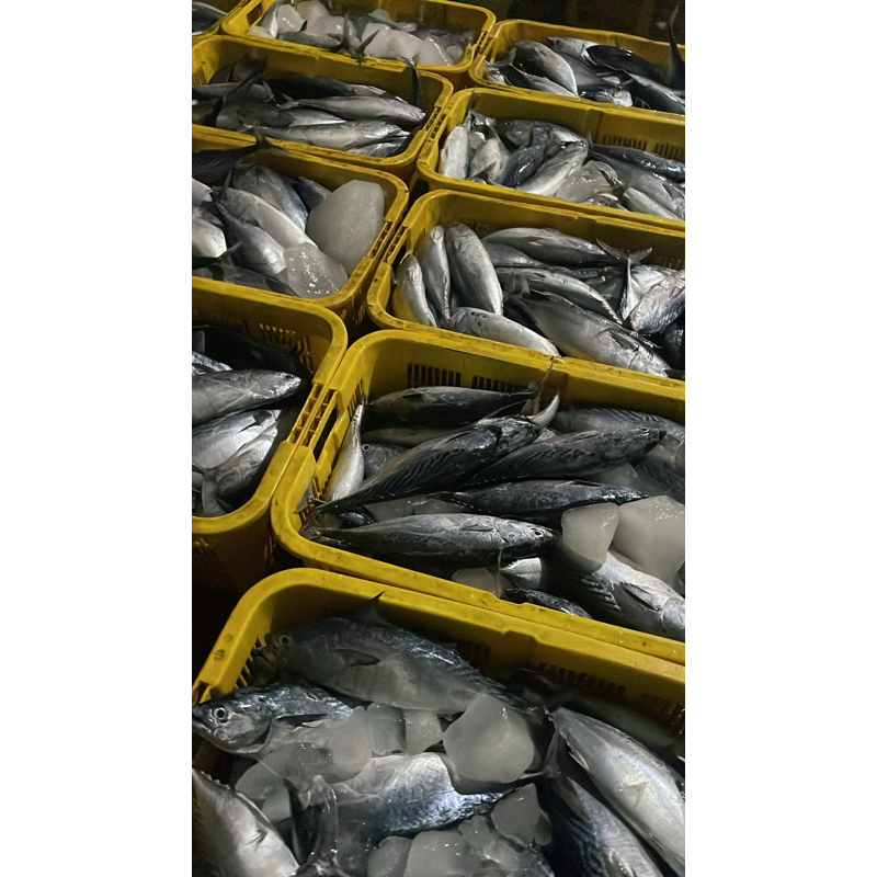 

ikan tongkol