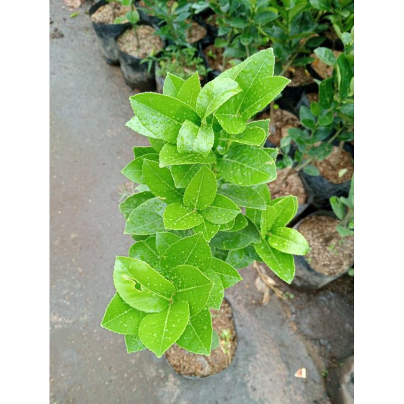 

jeruk lemon california