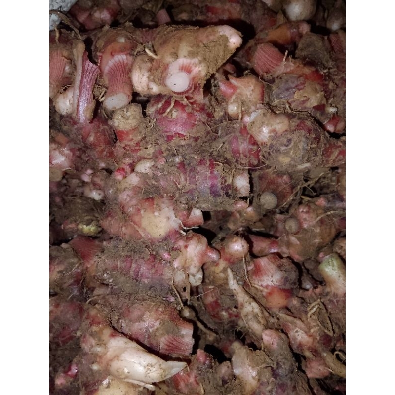 

jahe merah segar 250gram