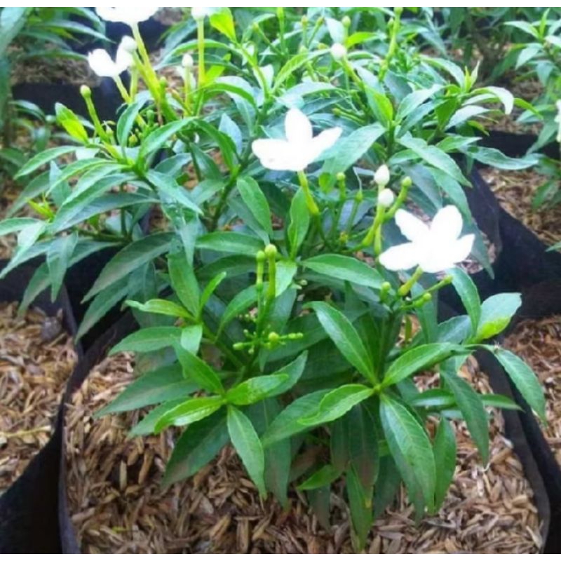 SUDAH BERBUNGA POHON ROMBUSA MINI BUNGA PUTIH