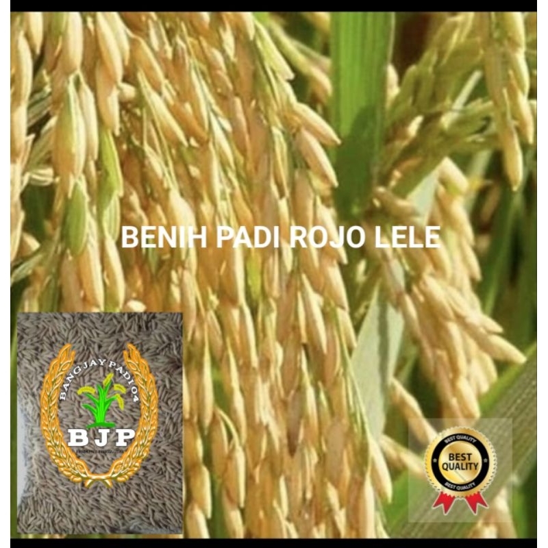 Benih padi Rojo lele kemasan 1kg
