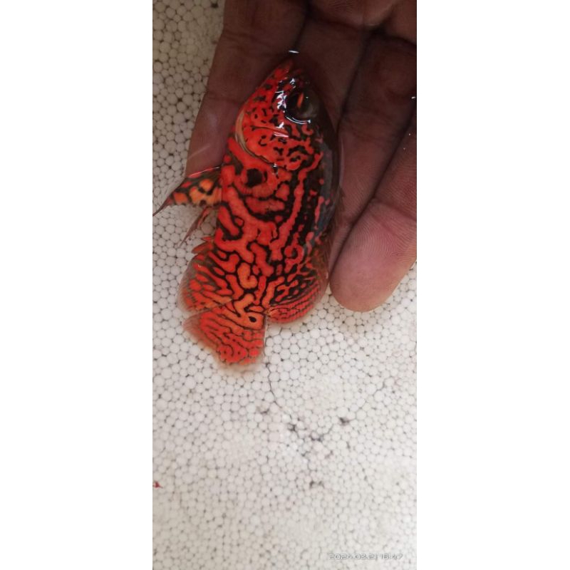 Oscar black tiger motif leopard