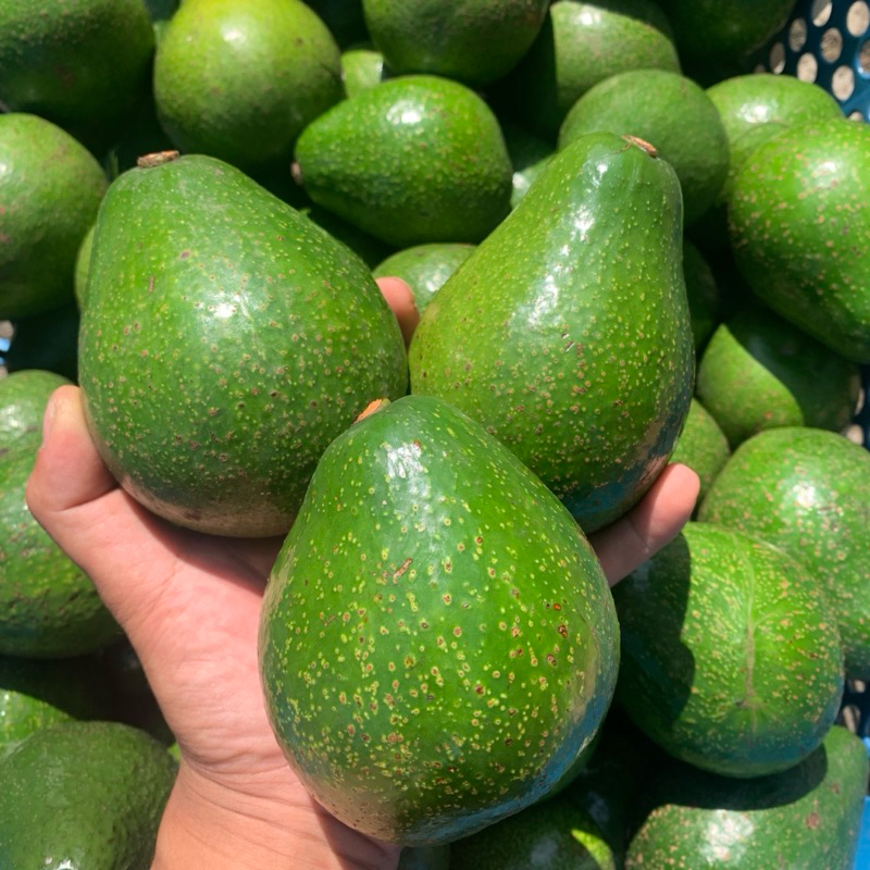 

Alpukat Mentega Premium Garansi 1 kg isi 3-4-5-6 buah