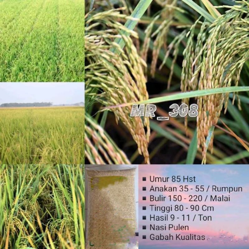 BENIH PADI MR 308 SUPER 1KG