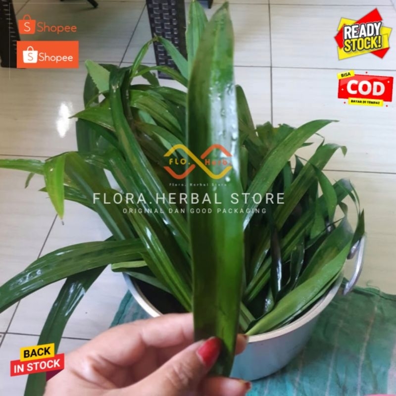 

DAUN PANDAN PER 10 LEMBAR | PANDAN WANGI