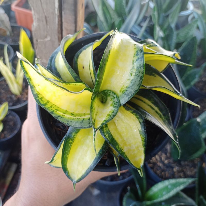 SANSIVERA GOLDEN WENDY'S