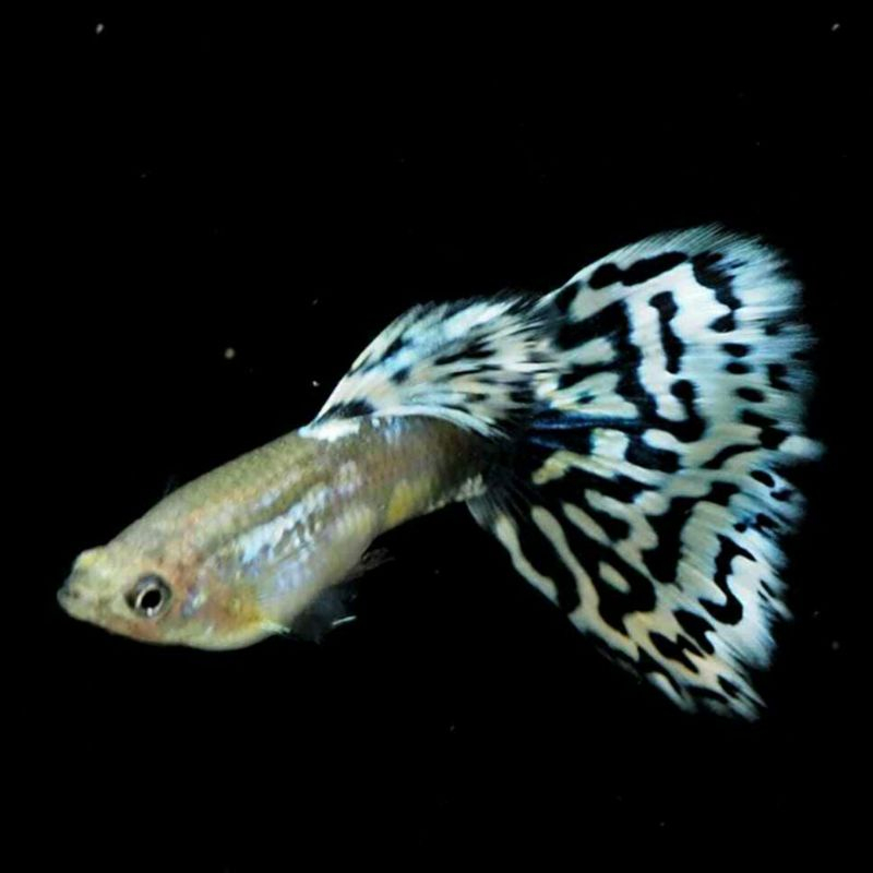 Guppy Saddleback White Mosaic /Dekorasi Aquarium Guppy White Mozaik