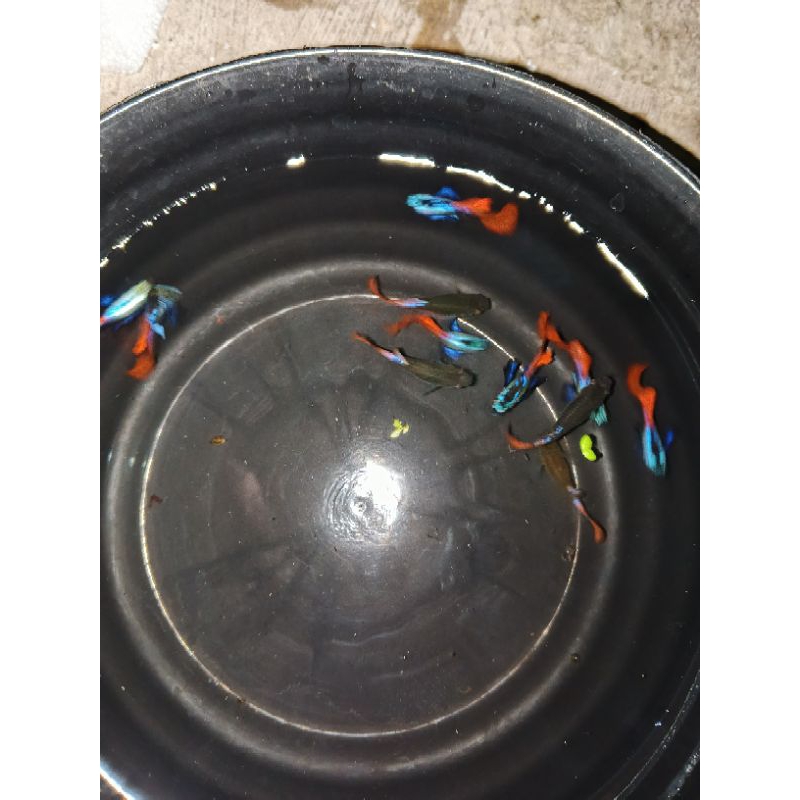 Hiasan akuarium PRTDE guppy good grade