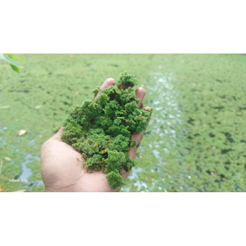 Azolla Microphylla 1Kg Azolla | Pakan Bebek, Entok, Ayam, Ikan dll
