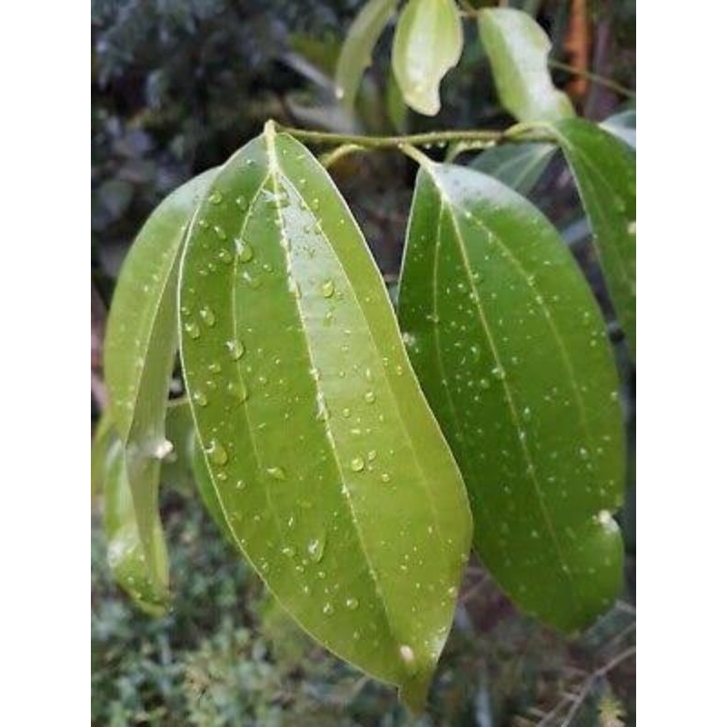 

daun kayu manis segar /herbal /seni/ketrampilan/research assigment/art