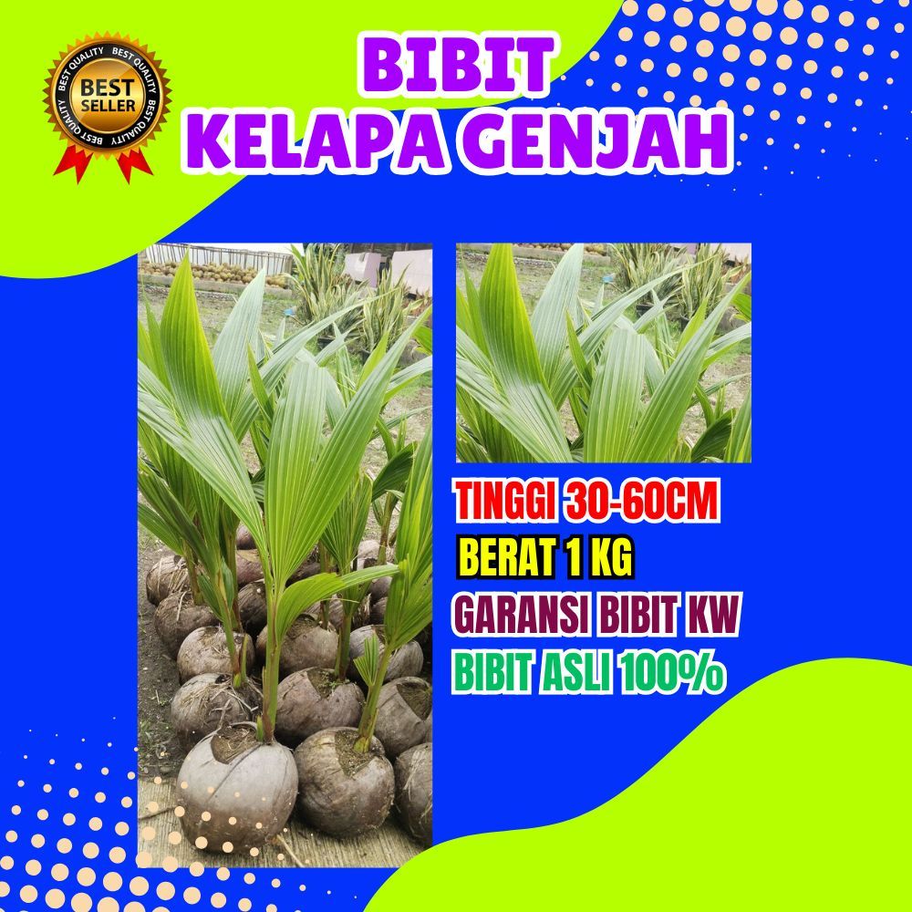 LANGSUNG PETANI.. Bibit Kelapa Bonsai, Bibit Kelapa Buah Besar