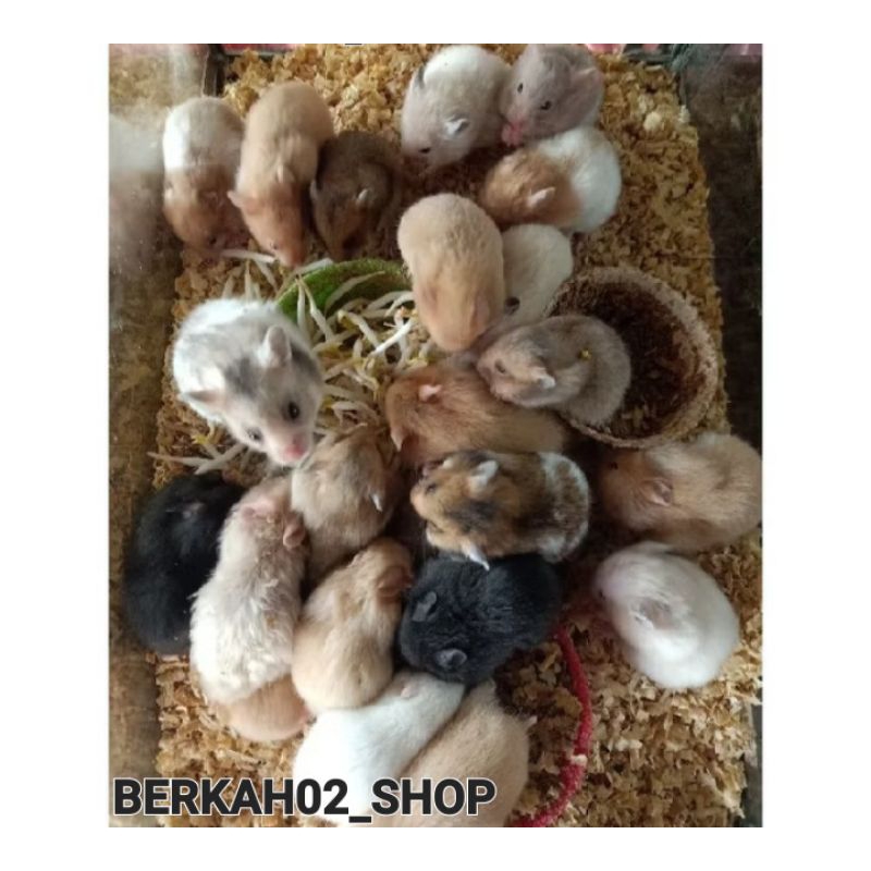 Hamster syirian lucu all varian sepasang