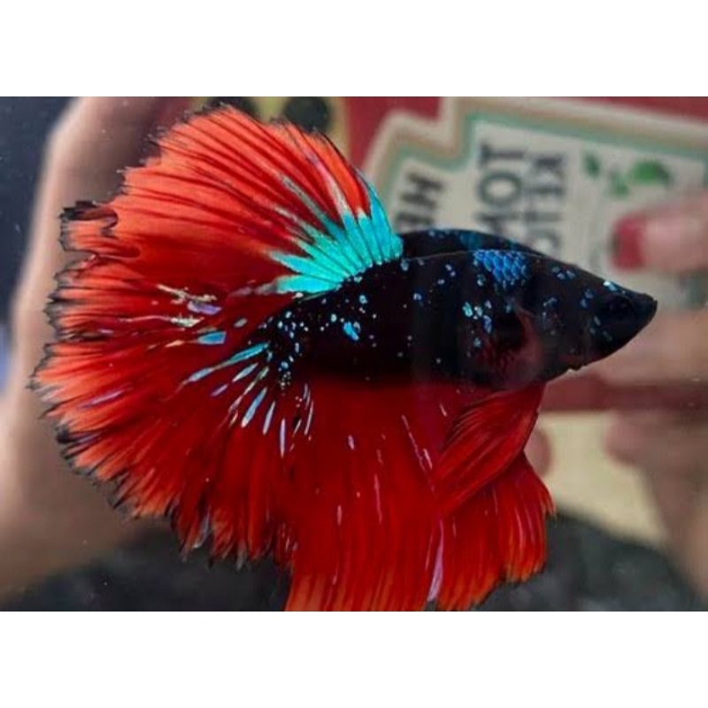 HIASAN AQUARIUM HALFMOON AVATAR