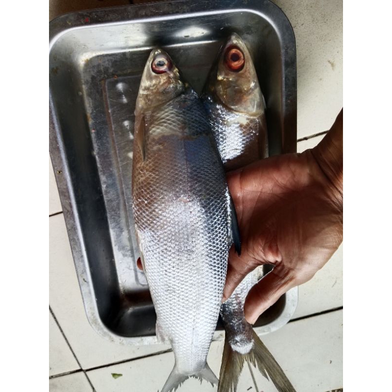 

ikan bandeng Losari 500gr bandeung mang sayur.