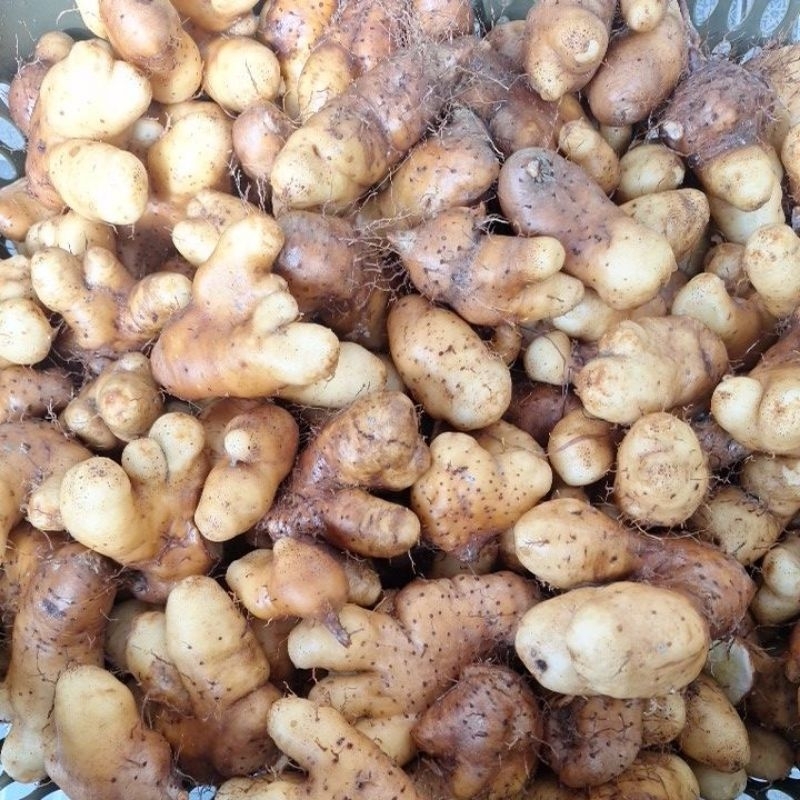 

Gembili (ubi Mbili ketan)