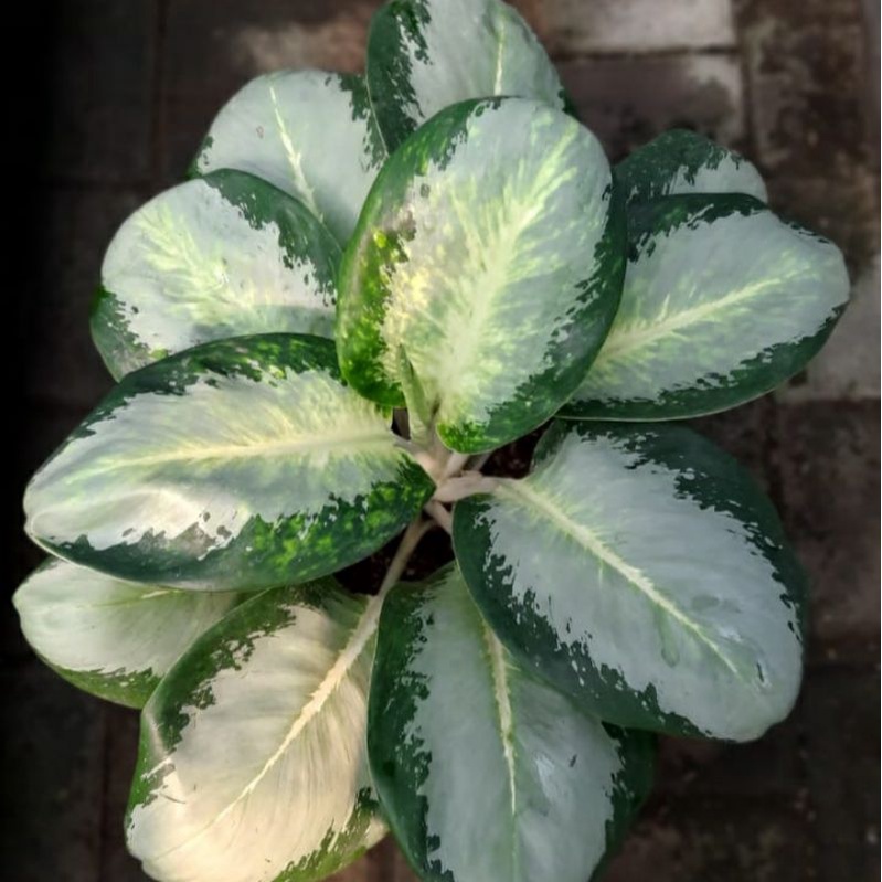 GREEN BOWL JUMBO ( Tanaman Hias Aglaonema / Aglonema )