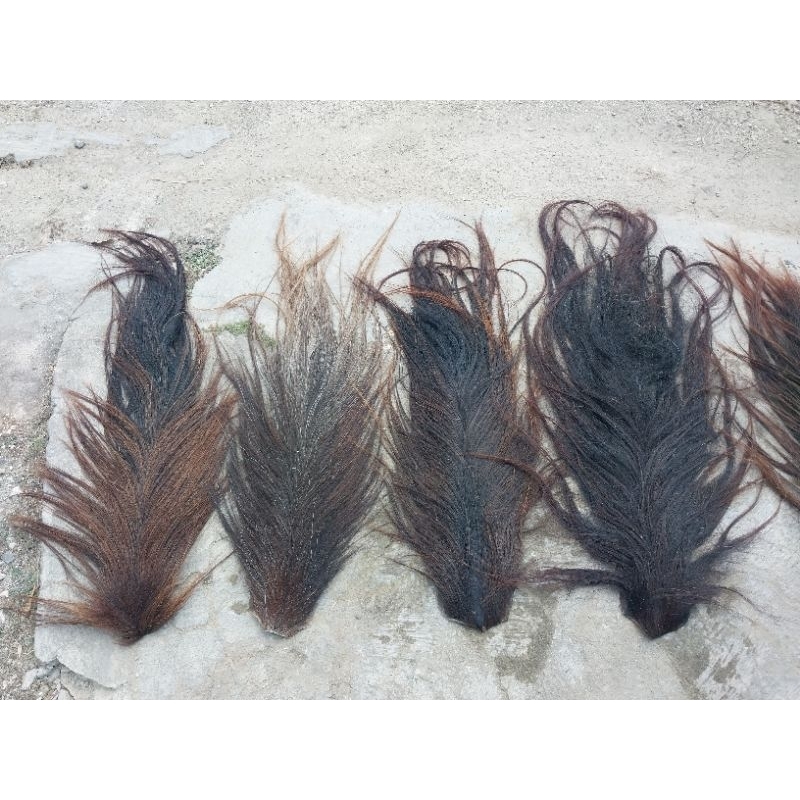 Ekor kuda super panjang