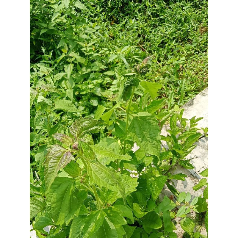 

daun balakacida tanaman balakacida daun kirinyuh segar obat herbal tradisional daun kopsanda kanker serviks