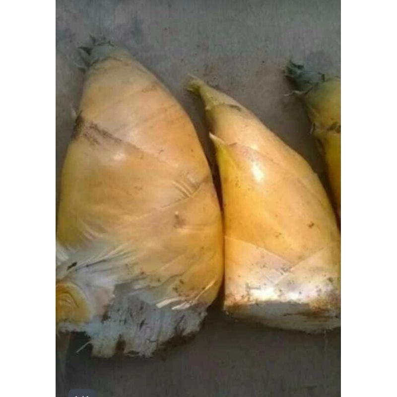 rebung bambu kuning herbal rebung