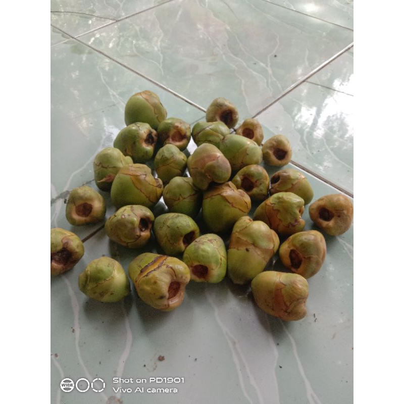 

beluluk segar satuan