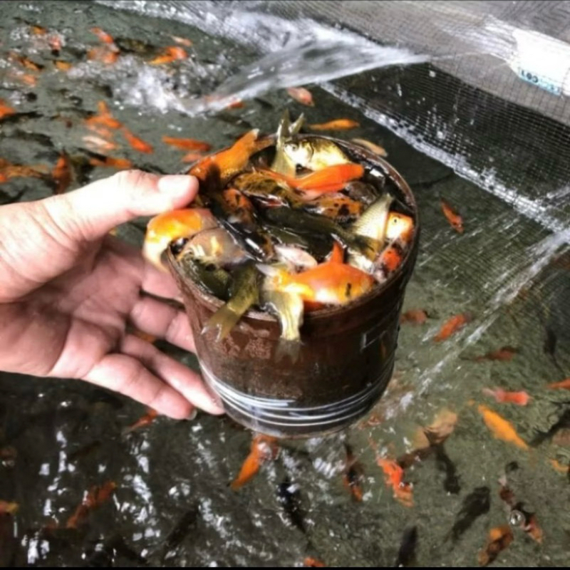 anak ikan mas pakan predator (1 lliter)