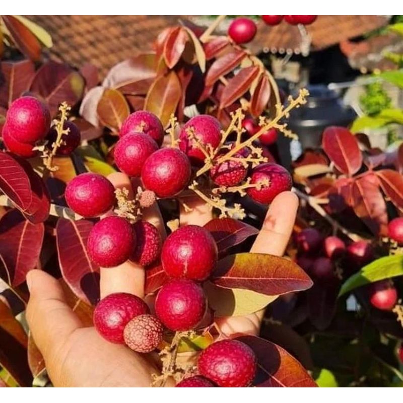 bibit kelengkeng merah unggulan