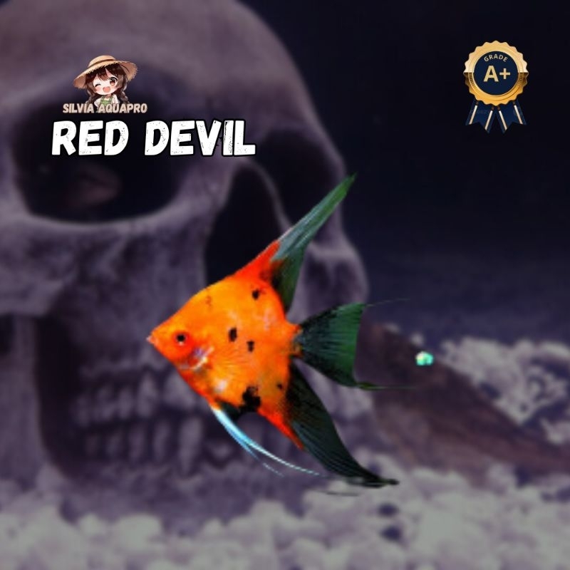 Terbaik Manfish Red Devil Grade A