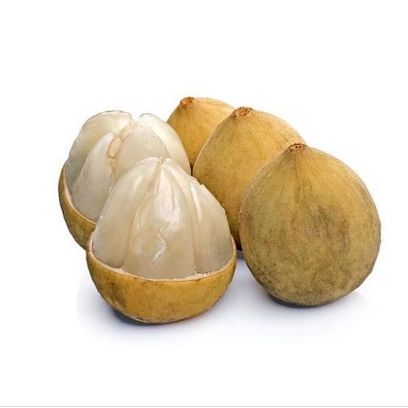 

DUKU MANIS PALEMBANG SIZE XL 1kg