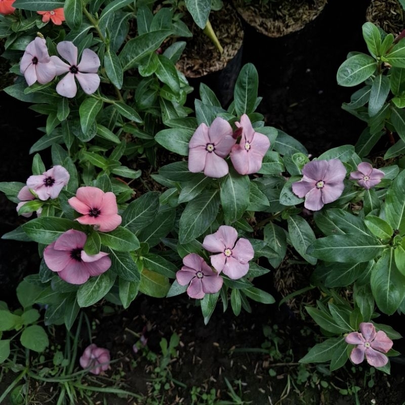 Plant/tanaman-bunga-(bukan biji) VINCA Periwinkle(Tapak dara) PINK PURPLE IMPORT rimbun
