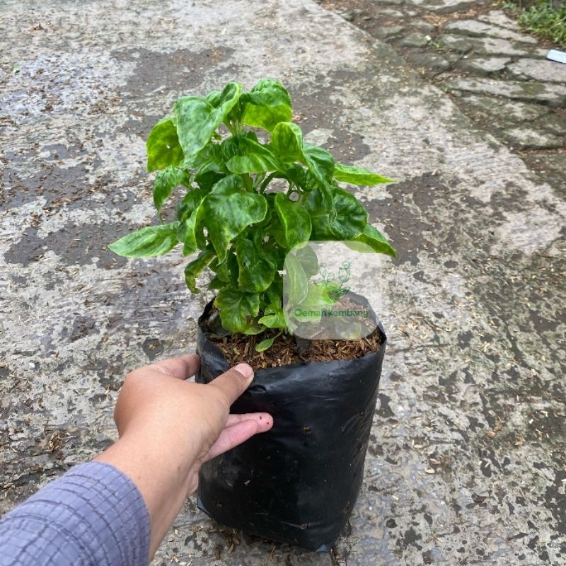 tanaman bayam brazil