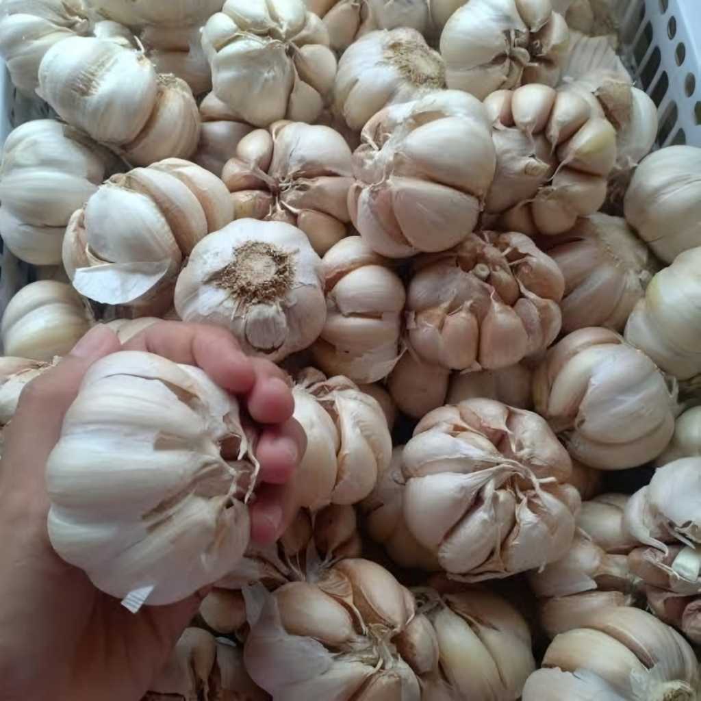 

Bawang putih premium - Bumbu rempah garlic dapur fresh bawang putih kualitas terbaik ini