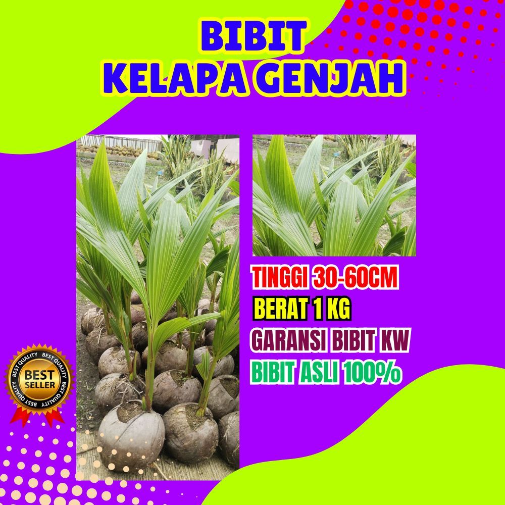 LANGSUNG PETANI.. Bibit Kelapa Genjah Entok Besar, Bibit Kelapa Genjah Entok Super Besar