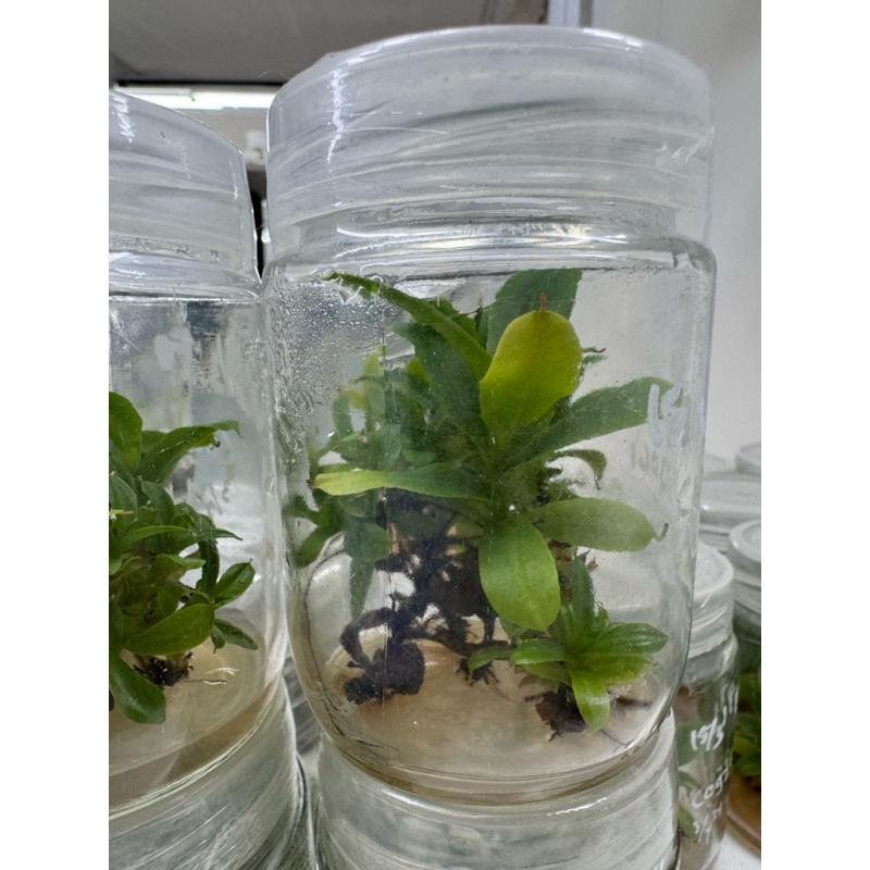 Nepenthes clipeata x faizaliana Kultur Jaringan